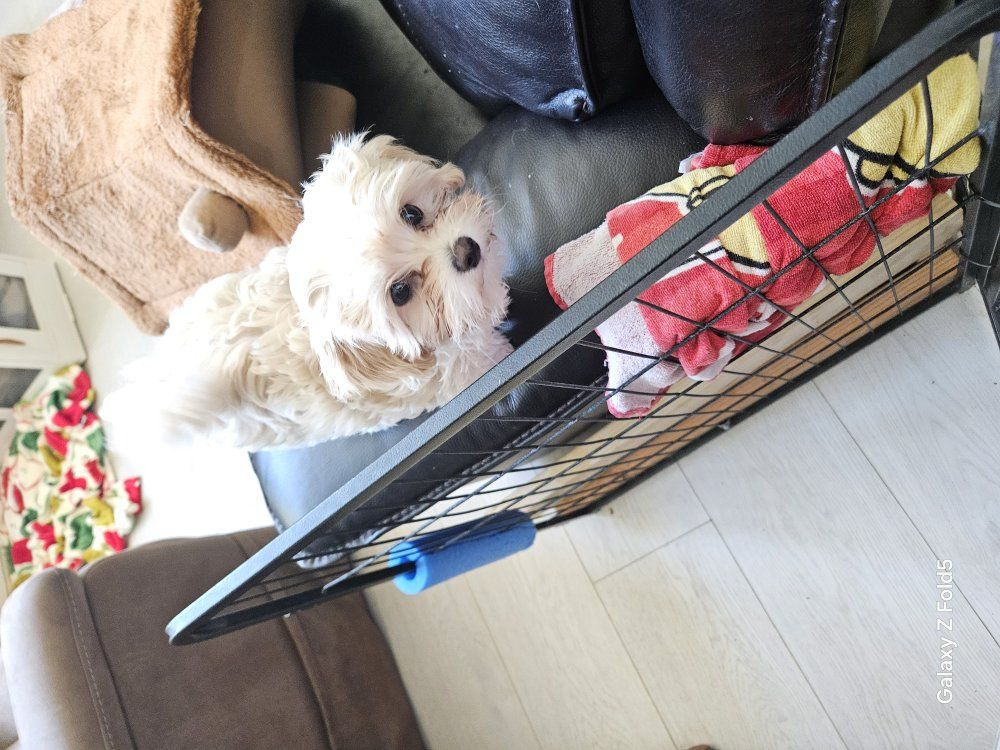 Maltipoo