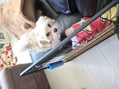 Maltipoo