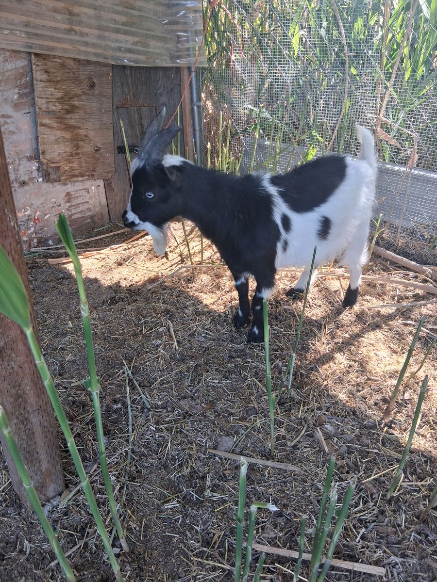 Nigerian dwarf intack male