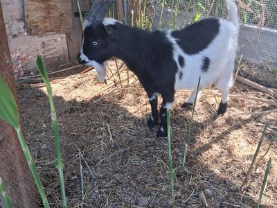 Nigerian dwarf intack male