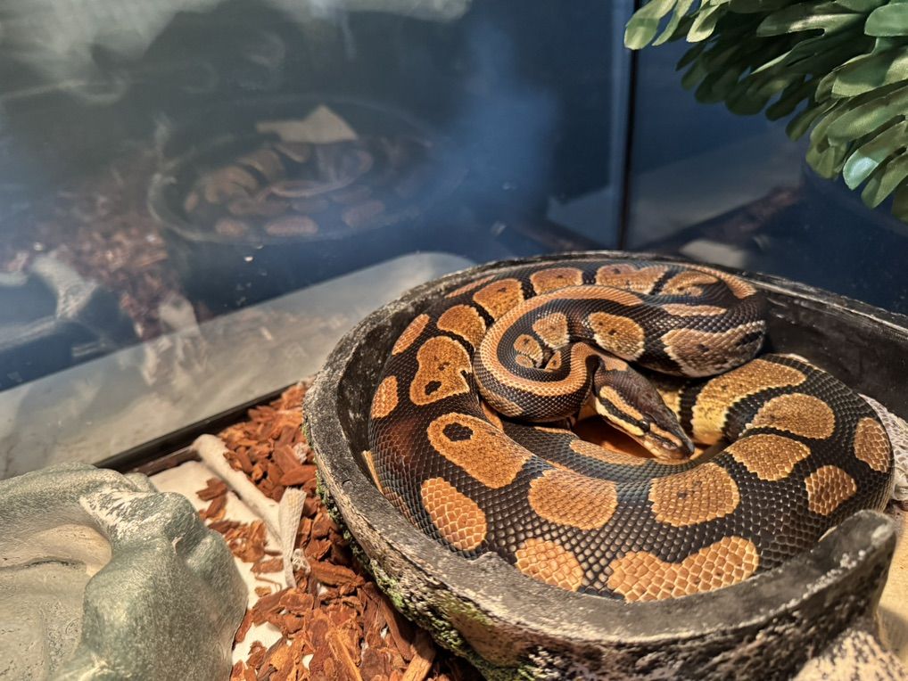 Ball Python With Full Setup