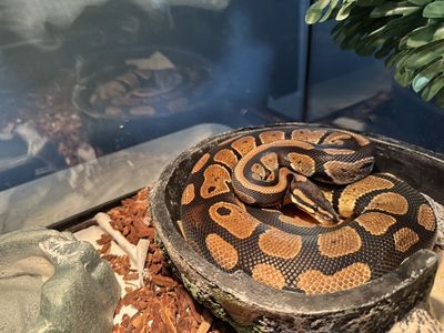 Ball Python With Full Setup