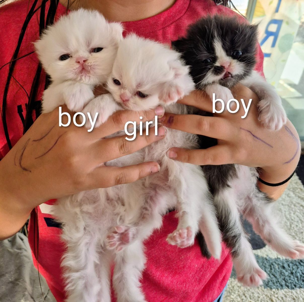 3 purebred Persian  kittens 