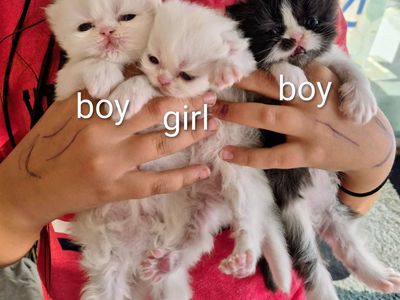 3 purebred Persian kittens