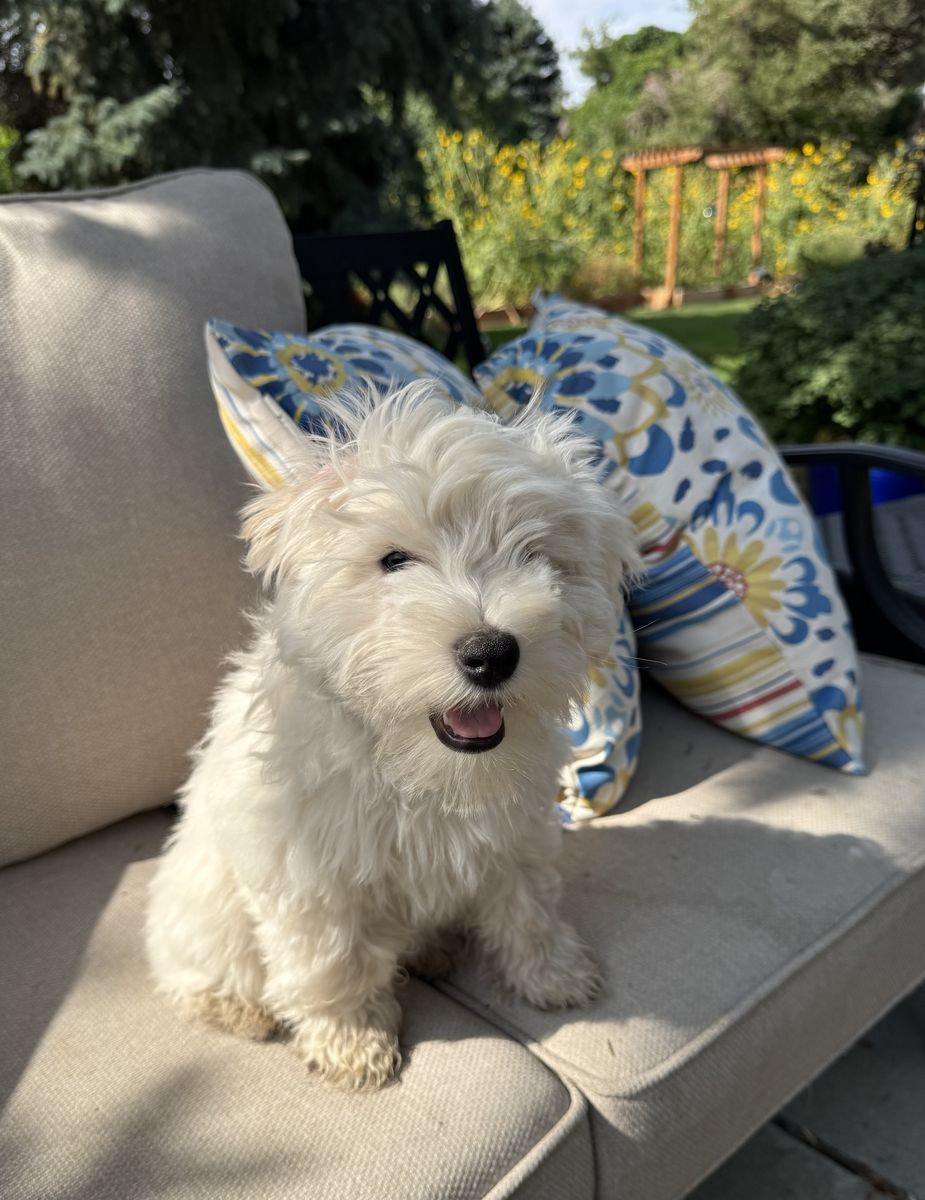 Adorable pure bred miniature schnauzer puppy!
