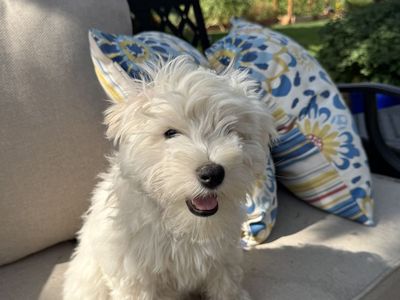 Adorable pure bred miniature schnauzer puppy!