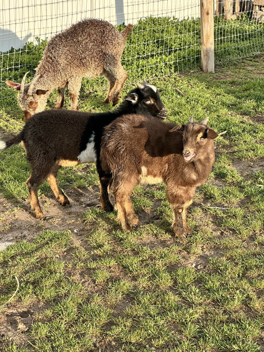 Mini Nubian/Pygmy Bucklings