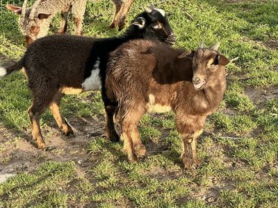 Mini Nubian/Pygmy Bucklings
