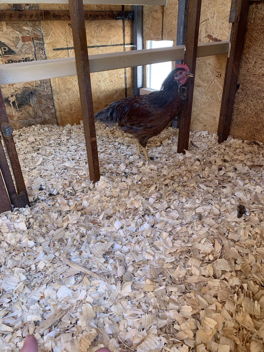 Production blue rooster