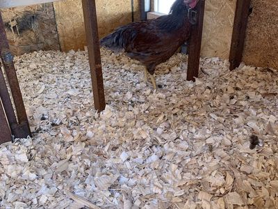 Production blue rooster