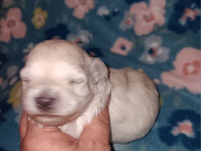 Miniature Schnauzer girl 2