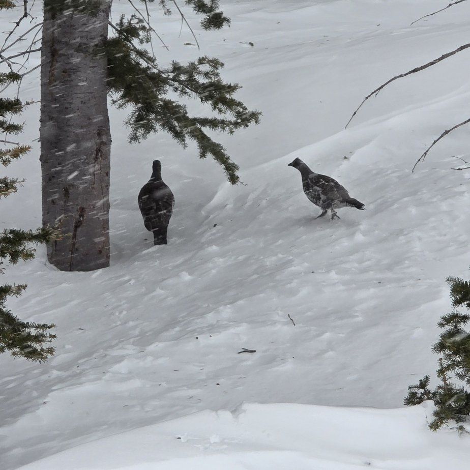 A400 xtreme plus grouse/ bird catch
