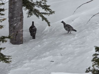 A400 xtreme plus grouse/ bird catch