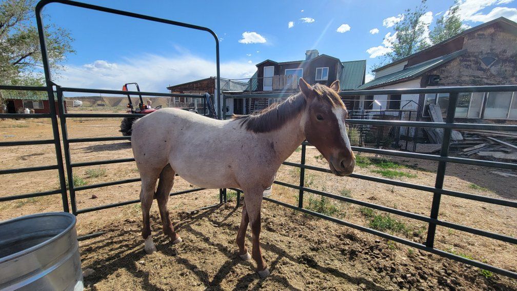 Unregistered 1-Year-Old Roan gelding - Gentle & Ready for Training