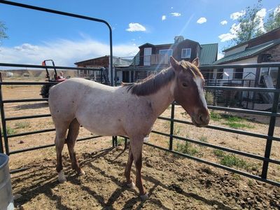 Unregistered 1-Year-Old Roan gelding - Gentle & Ready for Training