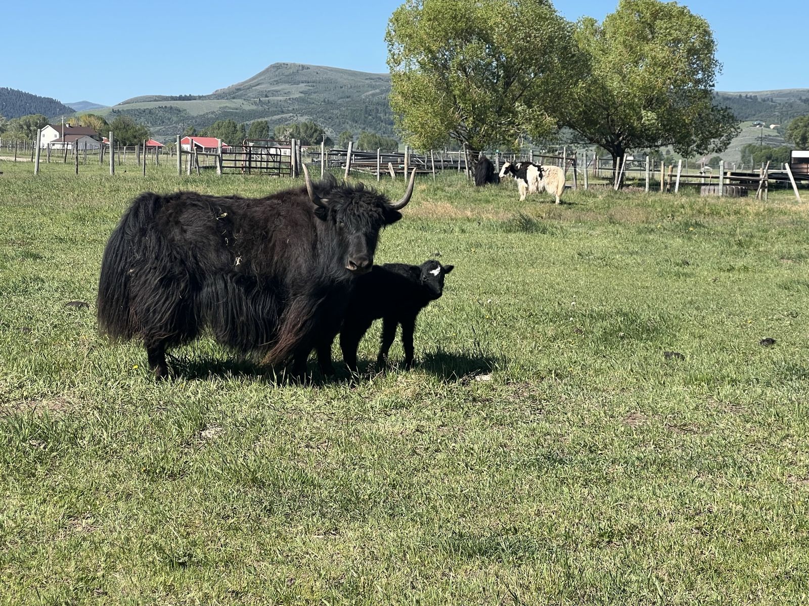 Yak calf
