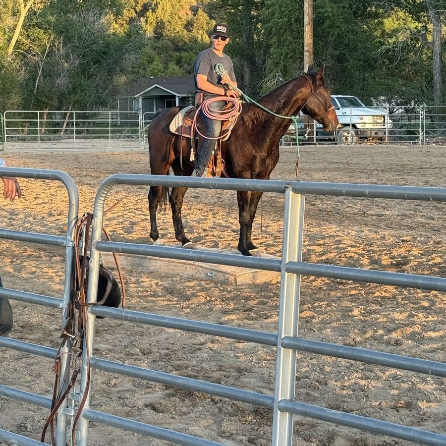 Rope/trail horse
