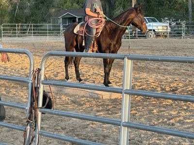 Rope/trail horse