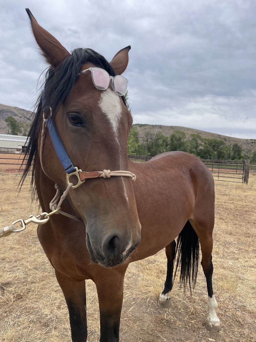 Project Horse! Green broke Mustang mare