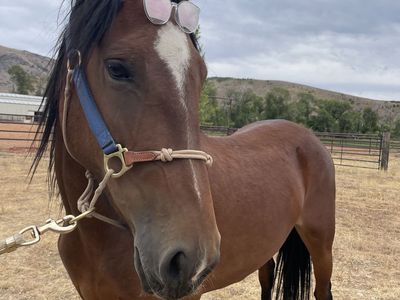 Project Horse! Green broke Mustang mare