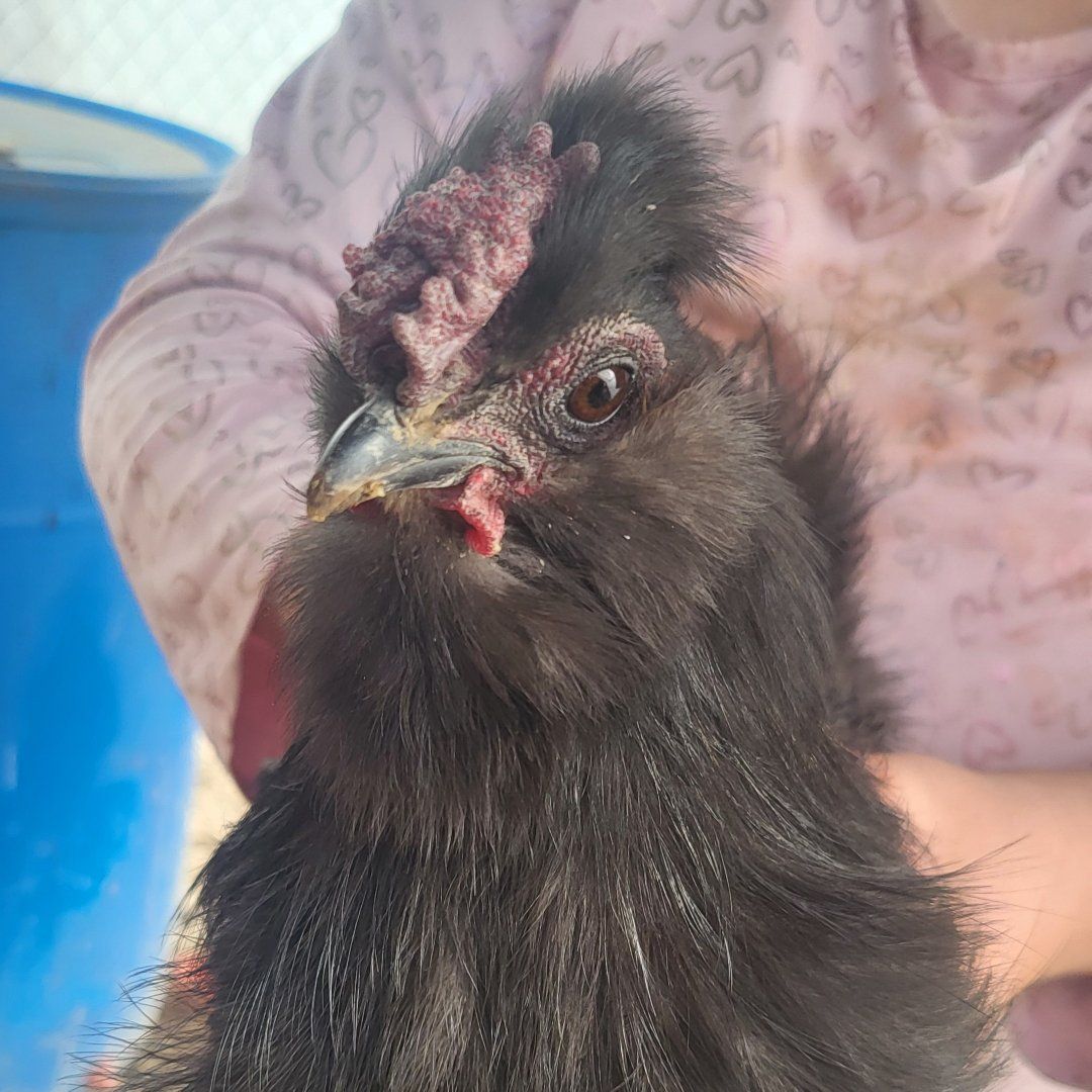 our silkie rooster shadow
