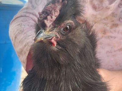 our silkie rooster shadow