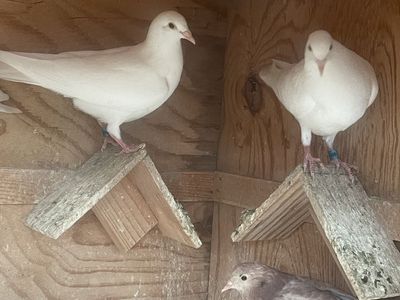 Young white homers
