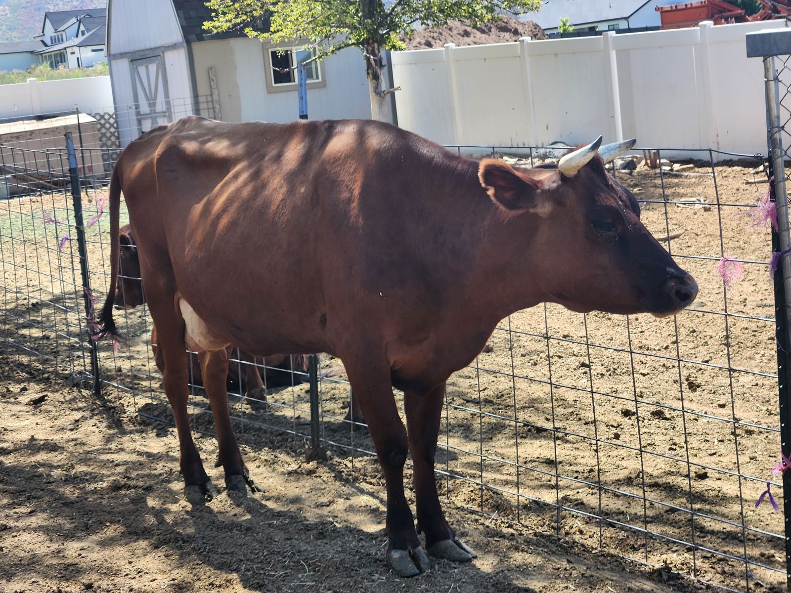 Milking cow