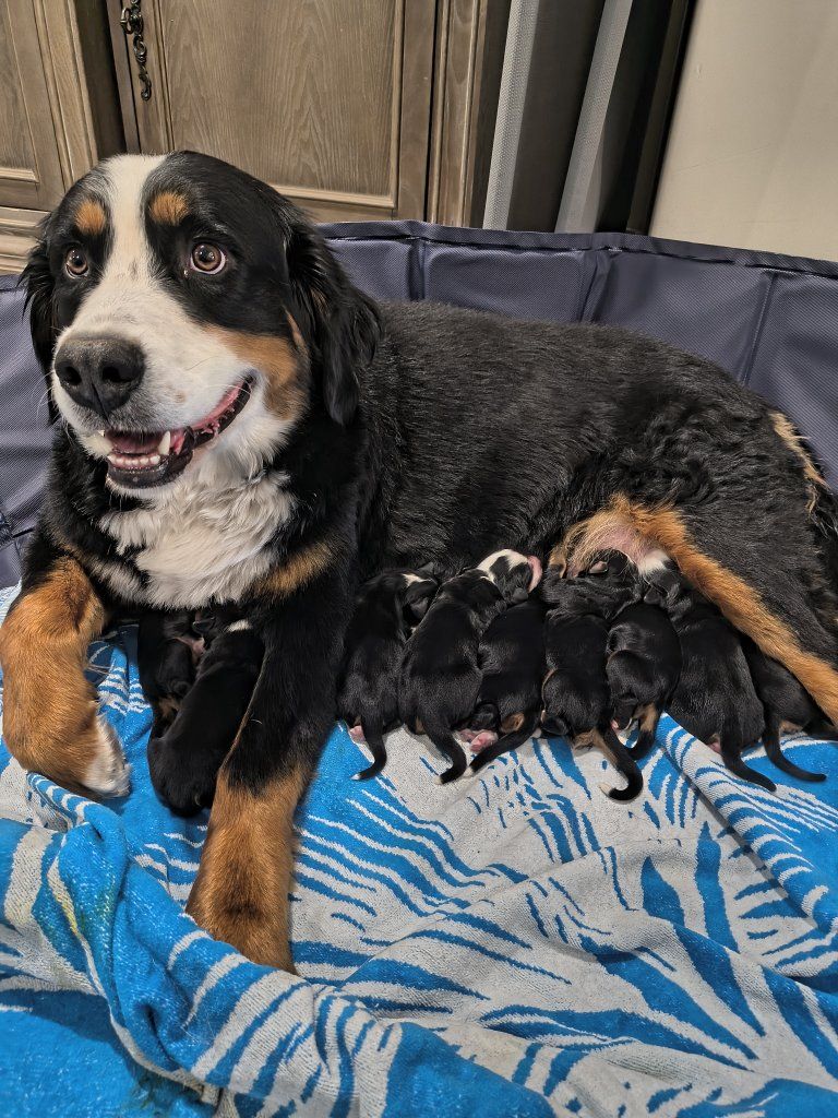 Full size Ultra Bernedoodle puppies