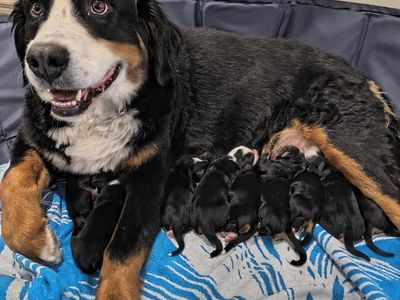 Full size Ultra Bernedoodle puppies