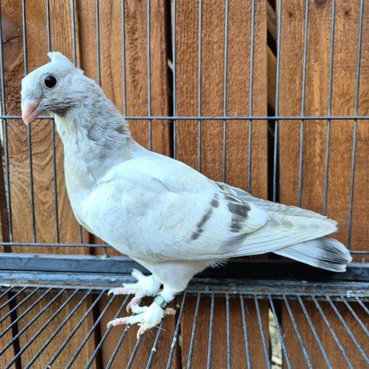 Hand-reared Fancy Squeaker Pigeons