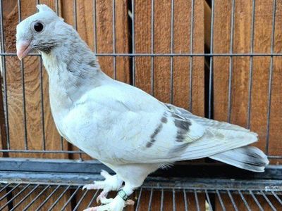 Hand-reared Fancy Squeaker Pigeons
