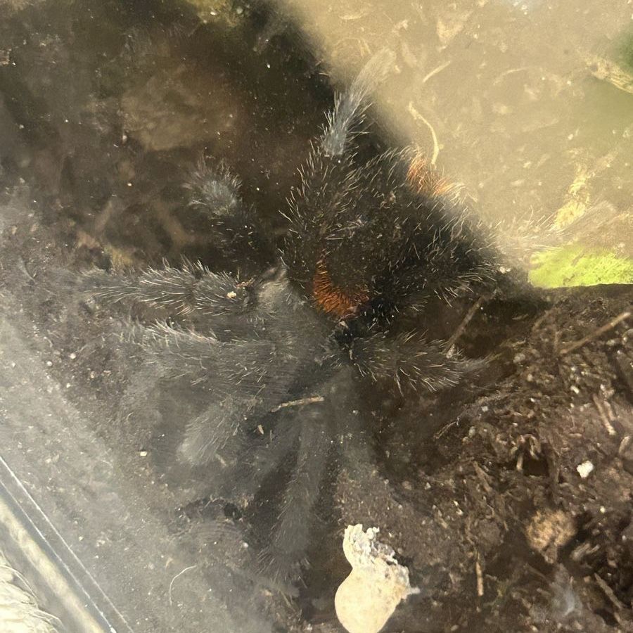 MM Homoeomma chilense tarantula
