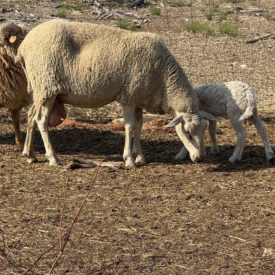 Milking Lacaune with East Friesan and her lamb