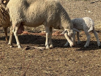 Milking Lacaune with East Friesan and her lamb