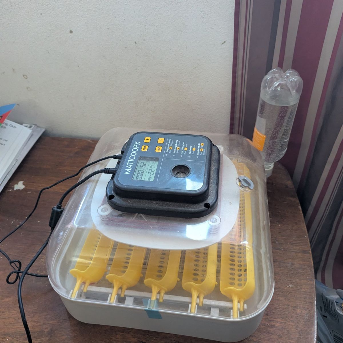 Fresh Fertile Chicken Eggs For Sale