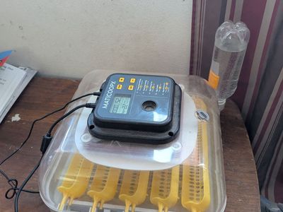 Fresh Fertile Chicken Eggs For Sale