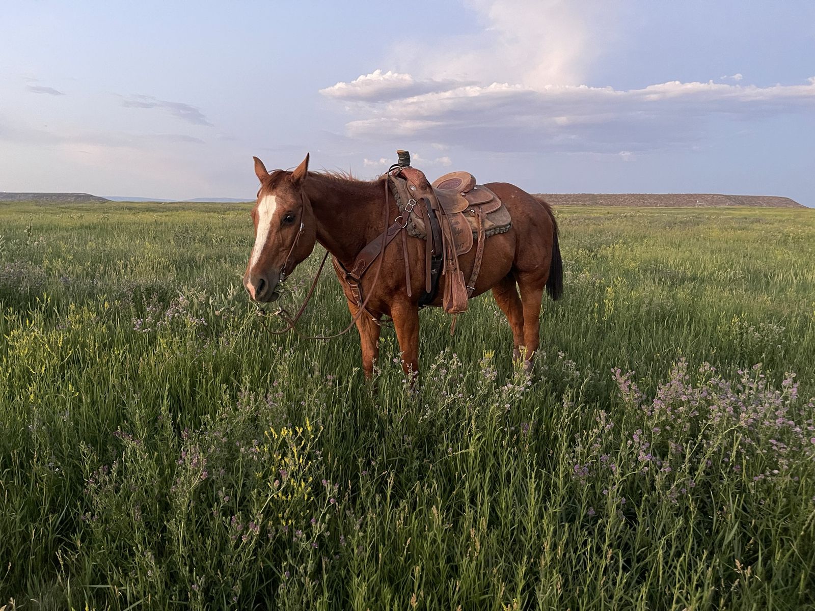 Roping/Trail Horse