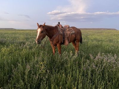 Roping/Trail Horse