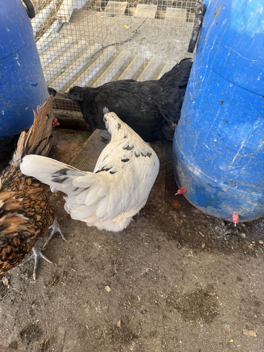 Hens