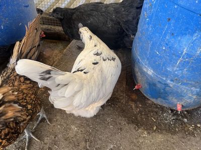 Hens