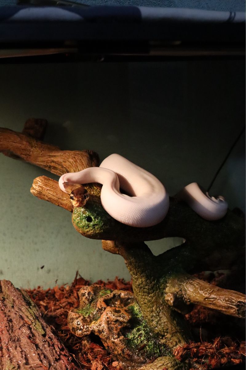 Male pied ball python het for albino
