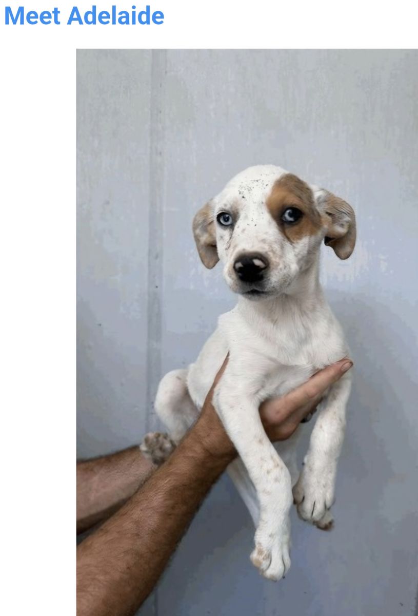 Adelaide is a 5 month old Australian shepherd mix