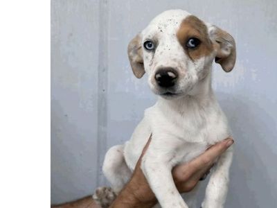Adelaide is a 5 month old Australian shepherd mix