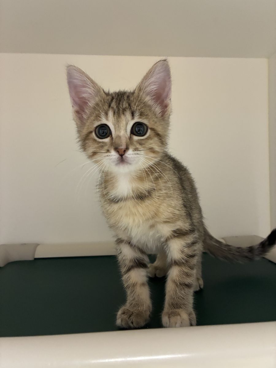 A163935 Willow is Available for Adoption!
