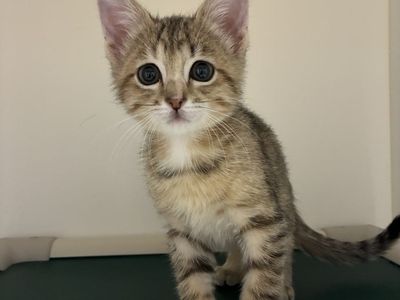A163935 Willow is Available for Adoption!
