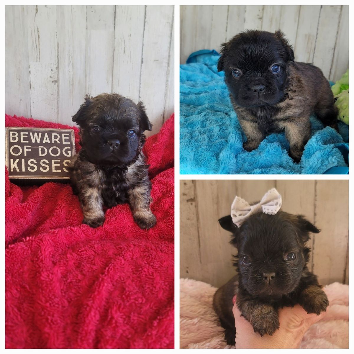 AKC French Bulldogs / Frenchie / Bulldog