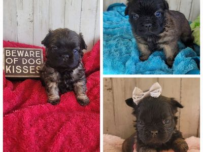 AKC French Bulldogs / Frenchie / Bulldog