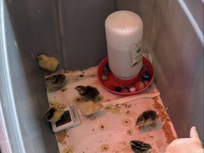 Free Coturnix Quail Chicks