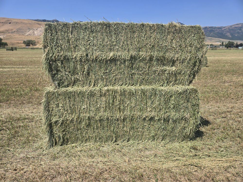 alfalfa 3x3